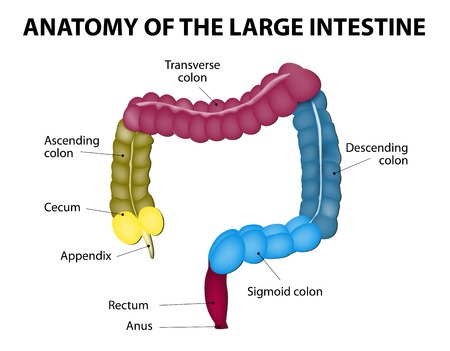 Colon Detoxification