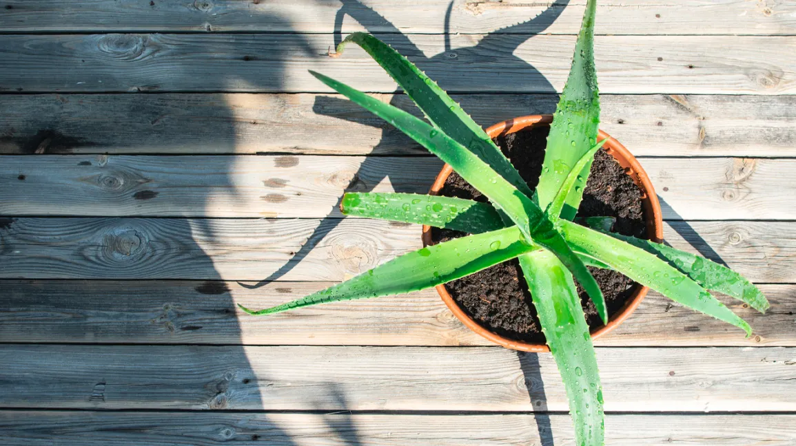 Aloe Vera Extract